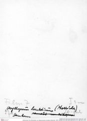 Historisches Foto (Rückseite) von Glaessneropsis heraldica (Moericke, 1897) (NHMW-AFW-GEO-BACHMAYER-FOTO-1990-0041-0270)
